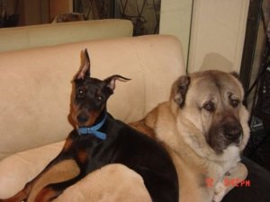 She thought he was a comfort pillow